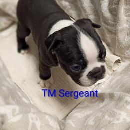 Boy 5 - male Boston Terrier puppy in Mesa, Arizona from Lehi Valley Boston Terriers