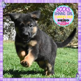 SOCKS IS SUPERB - Black and red female German Shepherd puppy in Murrieta, California from Diamond Oaks German Shepherds