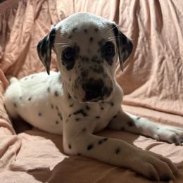 Big Rob - White and black male Dalmatian puppy in Fort Cavasos, Texas from Mainstreet Dalmation