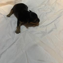 Anna - Black and tan female Yorkshire Terrier puppy in East Palatka, Florida from Patricia Diffey