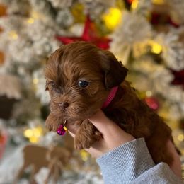 Pink collar - Merle female Shihpoo puppy in Millsap, Texas from Gaston’s Posh Poodles and Doodles