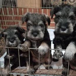 Miniature Schnauzers from Harbinger Miniature Schnauzers
