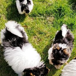 Biewer Terrier Puppies from Bellissima Biewers & Yorkies