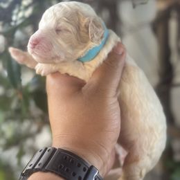 Gwen - Cream female Goldendoodle puppy in Los Angeles, California from LA’s Favorite Puppies