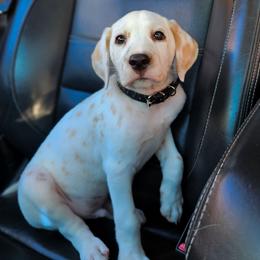 Zeus (lemon short coat) - White and lemon male Dalmatian puppy in Gray, Georgia from Fuller Spots