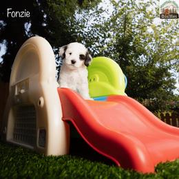 Fonzie - Black male Australian Labradoodle puppy in Cashmere, Washington from Mountain Home Doodles