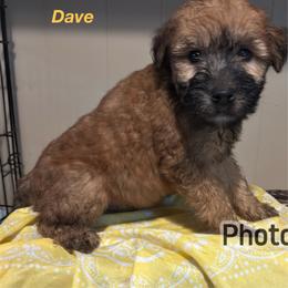 Dave - Wheaten male Soft Coated Wheaten Terrier puppy in Gladewater, Texas from Felicias Swheaties
