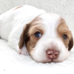 Ruby - Piebald female Dachshund puppy in Fairfax, Iowa from Grayson’s Lovable Dachshunds