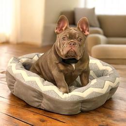 Crusher - Liver male French Bulldog puppy in New Oxford, Pennsylvania from J&T French Bulldog & Pomeranian Palacio