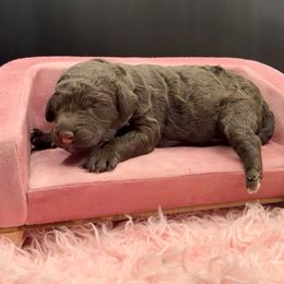 Little Blessing - Chocolate female Goldendoodle puppy in Everett, Washington from Pawlydoodles