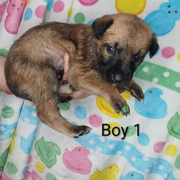 Boy 1 - Fawn sable male Belgian Malinois puppy in Marshall, Michigan from Dream K9