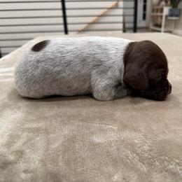 Boy 1 - Brown and gray male Wirehaired Pointing Griffon puppy in Shelley, Idaho from Western Gundogs