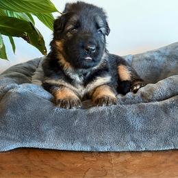 Myleigh - Black and red female German Shepherd puppy in Big Rapids, Michigan from Misty Hills German Shepherds