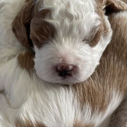 Cavapoo Puppies from Cavapoos of NorCal