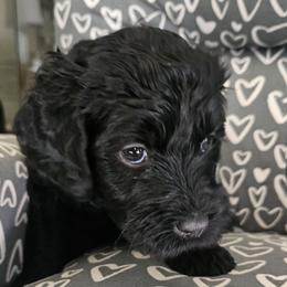 Vivian - Black female Goldendoodle puppy in Kansas City, Missouri from Poppy's Doodles