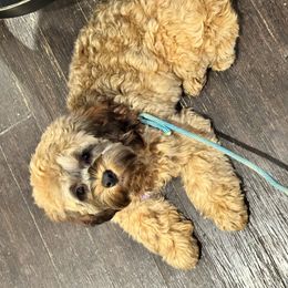Cavapoo, Cockapoo, Labradoodle, and Poodle Puppies from Heavenly Puppies to Love