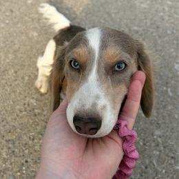 Raina - Dachshund