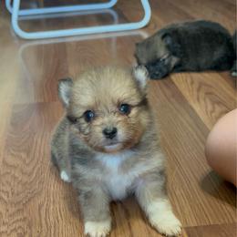 Cheeto - Blue sable male Pomeranian puppy in Clinton, Tennessee from Liza’s Aussies & Poms