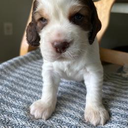 Mango - Red and white male English Springer Spaniel puppy in Kellyton, Alabama from Wildwood