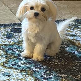 Juju - White female Maltese puppy in Redmond, Oregon from Jazzie Shih Tzu