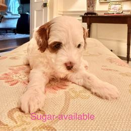 Sugar - Blenheim female Cavapoo puppy in North Carolina from Waggin Tails