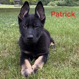 Patrick - Black and tan male German Shepherd puppy in Whitehouse, Ohio from Providence Landhaus