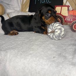 Boy 3 - Black and tan male Dachshund puppy in Stilwell, Oklahoma from Stilwell’s Dachshunds