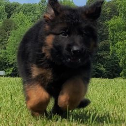 Green Collar - Male - Black and red male German Shepherd puppy in Charlotte, North Carolina from Zuflucht K9s