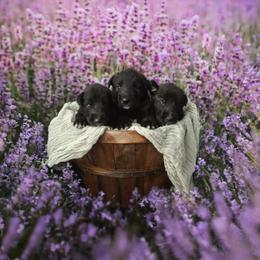 Irish Wolfhound Puppies from Cu Faoil Kennels