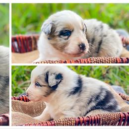 Australian Shepherd Puppies from Soggy Bottom Farms