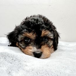 Cavapoo Puppies from PuppybuddyUSA