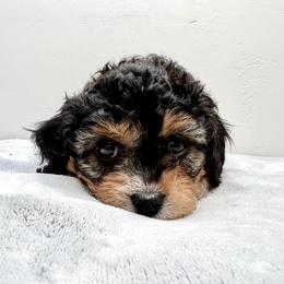 Cavapoo Puppies from PuppybuddyUSA