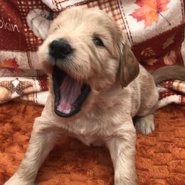 Green White - Cream male Goldendoodle puppy in Medina, Ohio from Farmer Doodles