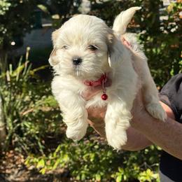 Jaden Akc boy 2 - Cream male Lhasa Apso puppy in Chico, California from Lhasa Apsos of northern Ca . Biewer terriers of northern California