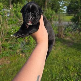 Mavis - Brindle female Boxer puppy in Billings, Missouri from Azaleas Euro Boxers & Boston Terriers