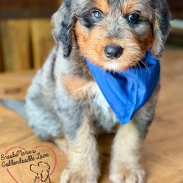 Bernedoodle and Goldendoodle Puppies from BrookeMarie’s Goldendoodle Love