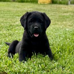 Girl 6 - Black female Labrador Retriever puppy in Medford, Oregon from Valley View English Labs