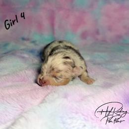 Girl 4 - Chocolate merle female Pomeranian puppy in Fort Jones, California from High Rocking Pom Poms