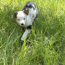 Dolly - Blue merle female Miniature Australian Shepherd puppy in Myakka City, Florida from Gable A Aussies