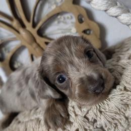 Loki - Dapple male Dachshund puppy in Hudson, Michigan from Mittentail Kennel Miniature Dachshunds & Australian Shepherds