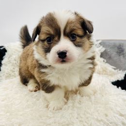 Casper-Light blue collar - Sable male Pembroke Welsh Corgi puppy in Benjamin, Utah from Nuna’s  Corgis