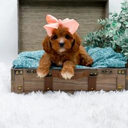 Cherry - Red female Cavapoo puppy in Statesville, North Carolina from Doodle Babies