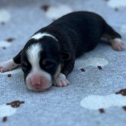 Rosemary - Black and tan female Pembroke Welsh Corgi puppy in Hope, Arkansas from Foxy Knoll Farm