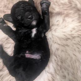 Ash - Black male Poodle puppy in Martin, Tennessee from TNT PUPPIES
