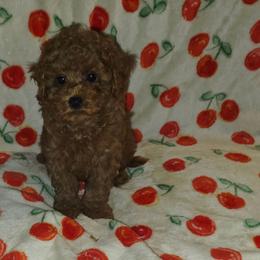 Lillith - Red female Cavapoo puppy in Copan, Oklahoma from Lebel Cavapoos