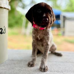 Tess - Brown and gray female Wirehaired Pointing Griffon puppy in Shelbyville, Texas from AndersonK9Kennels Bayou Beards