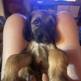 Princess Violet - Red female Afghan Hound puppy in Cottonwood, California from California Royal Afghans