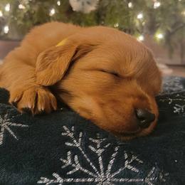 Golden Retriever Puppies from Cedar Life Goldens