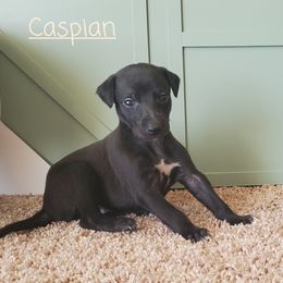 Whippet Puppies from Whippety Split