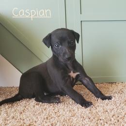 Whippet Puppies from Whippety Split